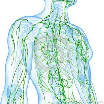 transparent-lymphatic-system-man-26202845