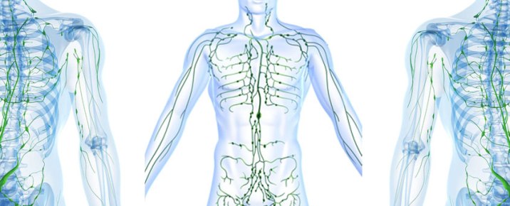 sistema-limfatico